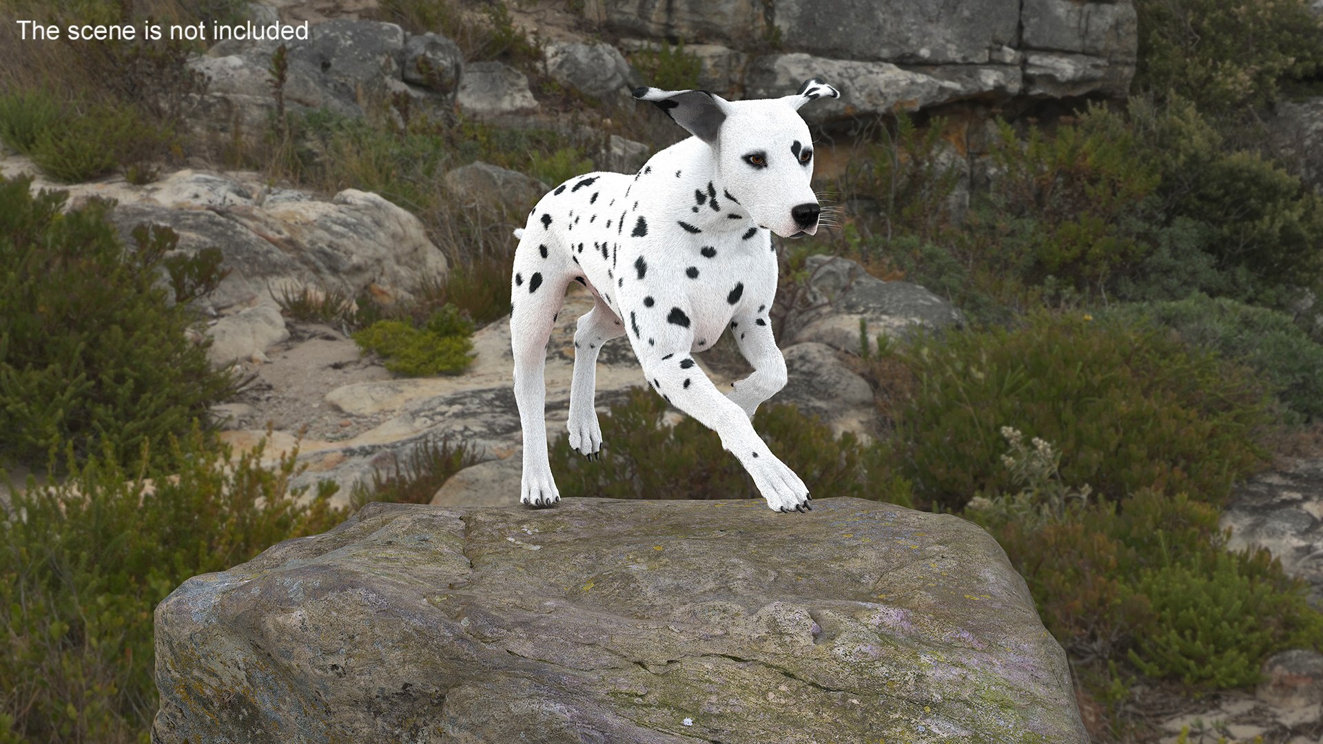 3D Running Dalmatian Dog Fur - TurboSquid 2234670