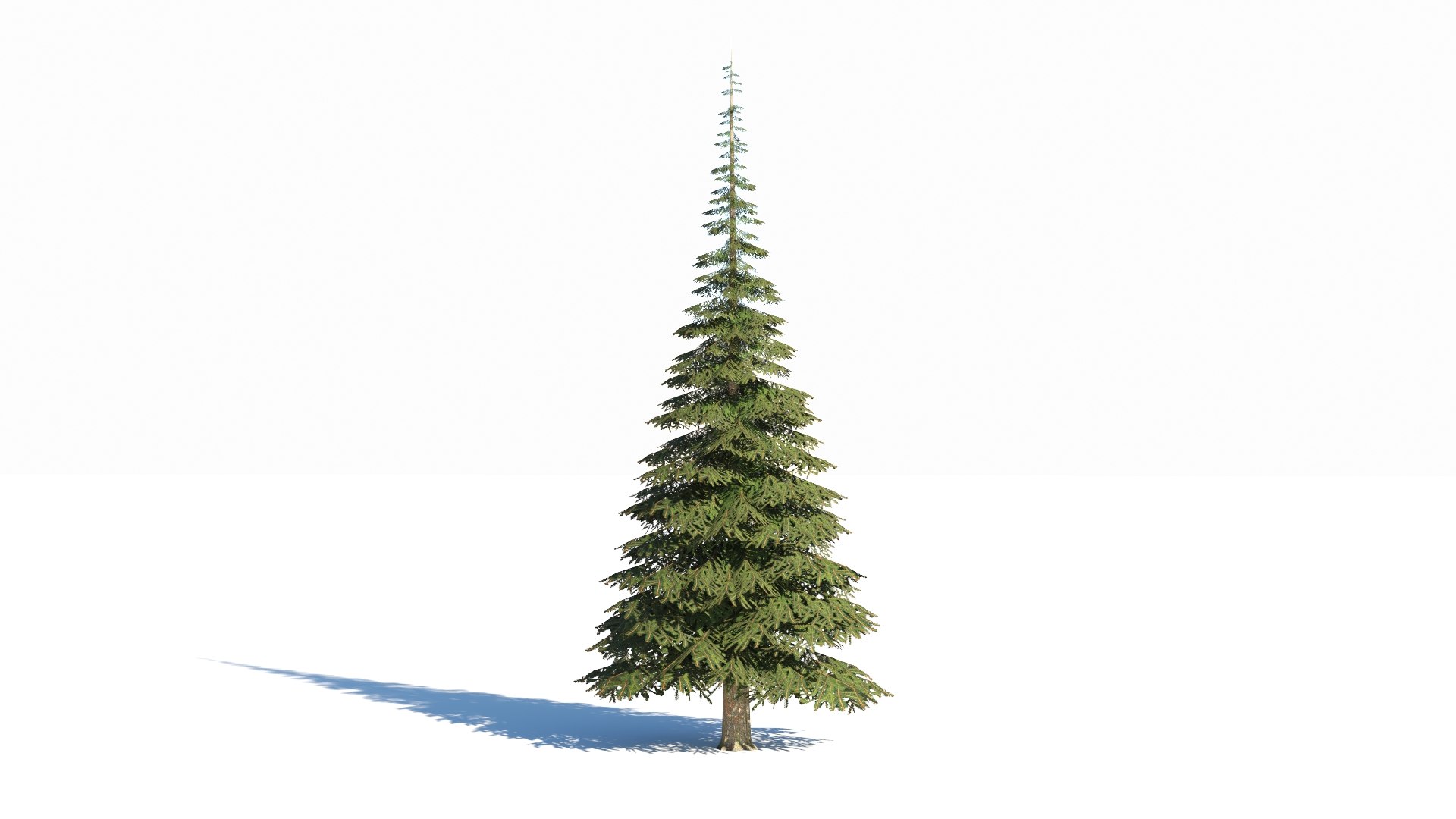 Spruce V1 Lowpoly 3D Model - TurboSquid 2319106