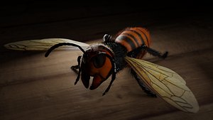 Japanese Giant Hornet