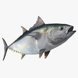 Bluefin Tuna 3D