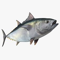 Bluefin Tuna