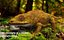 Extinct animals pack version 8