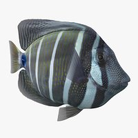 Sailfin Tang Animated