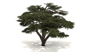 Lebanon Cedar Tree 3d Model