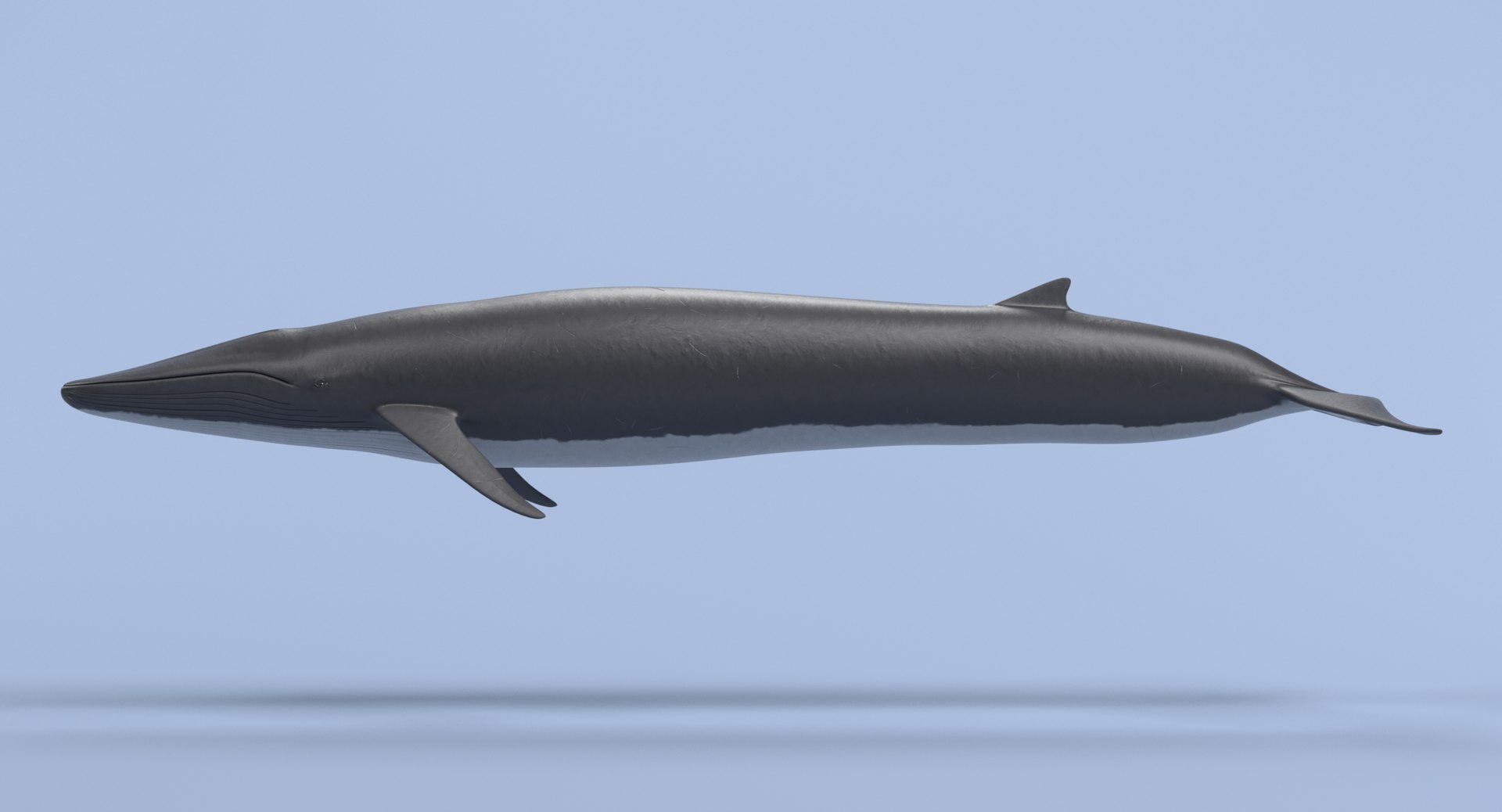 Fin Whale Model - TurboSquid 1215330