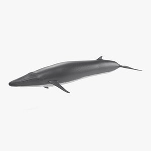 Fin Whale