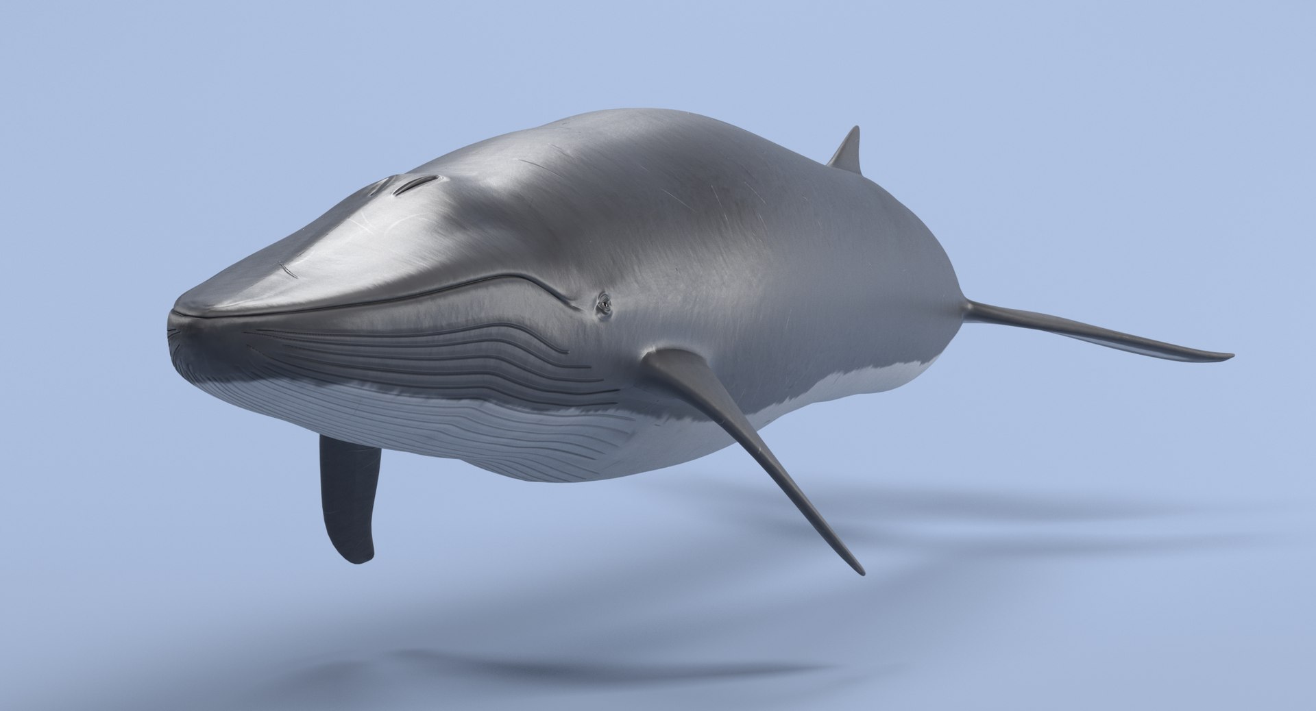 Fin Whale Model - TurboSquid 1215330