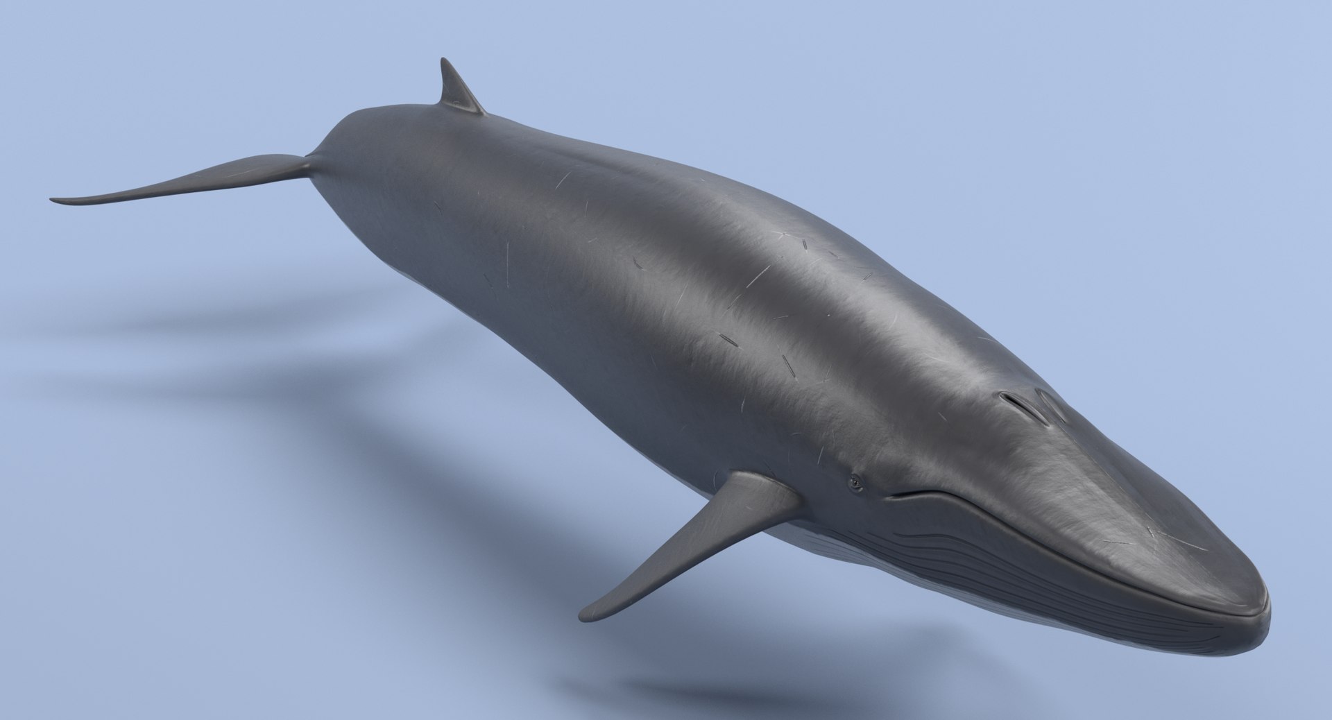 Fin Whale Model - TurboSquid 1215330