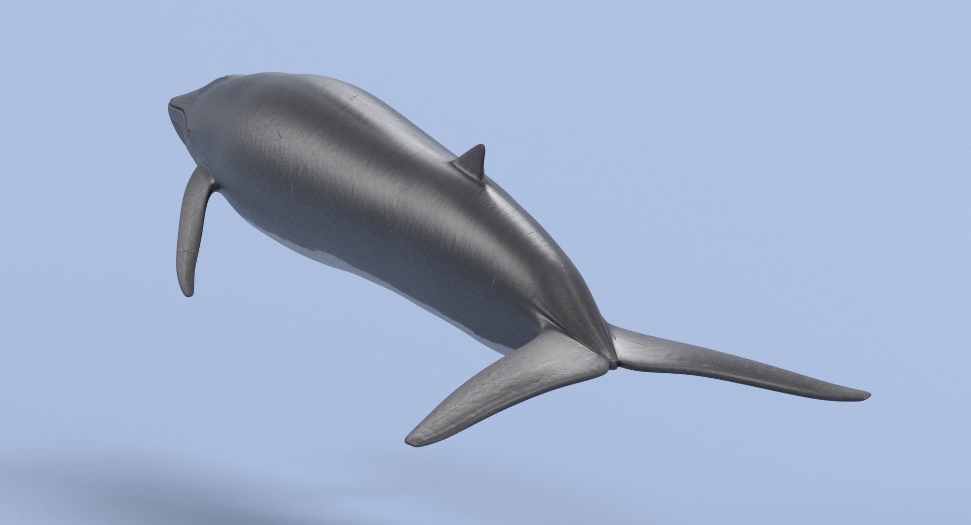 Fin Whale Model - TurboSquid 1215330
