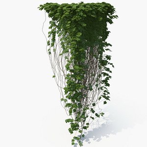 3D realistic ivy model