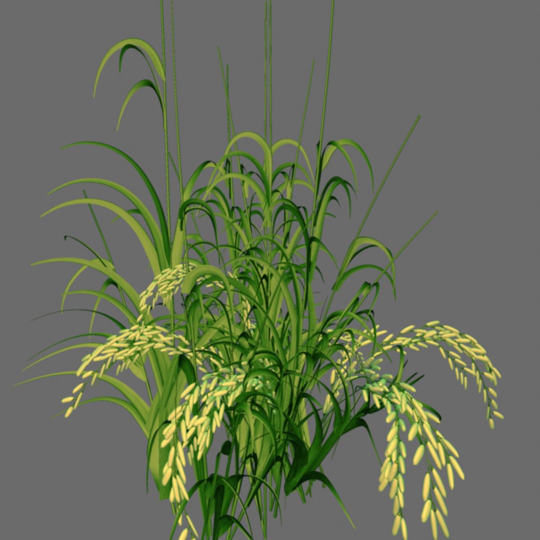 3d Oryza Rice