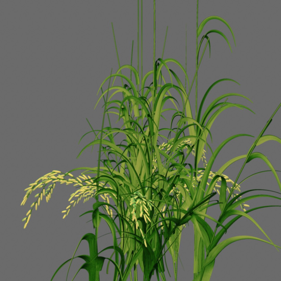 3d Oryza Rice