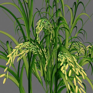 immature rice panicle