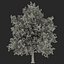 3d model summer red maple trees