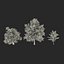 3d model summer red maple trees