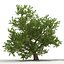 3d model summer red maple trees