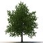 3d model summer red maple trees