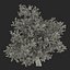 3d model summer red maple trees