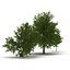 3d model summer red maple trees