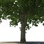 3d model summer red maple trees