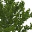 3d model summer red maple trees