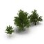 3d model summer red maple trees