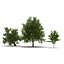 3d model summer red maple trees