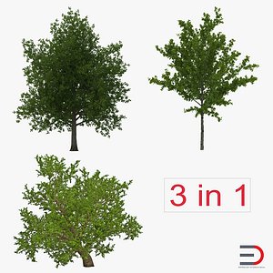 3d model summer red maple trees