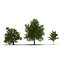 3d model summer red maple trees