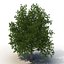3d model summer red maple trees