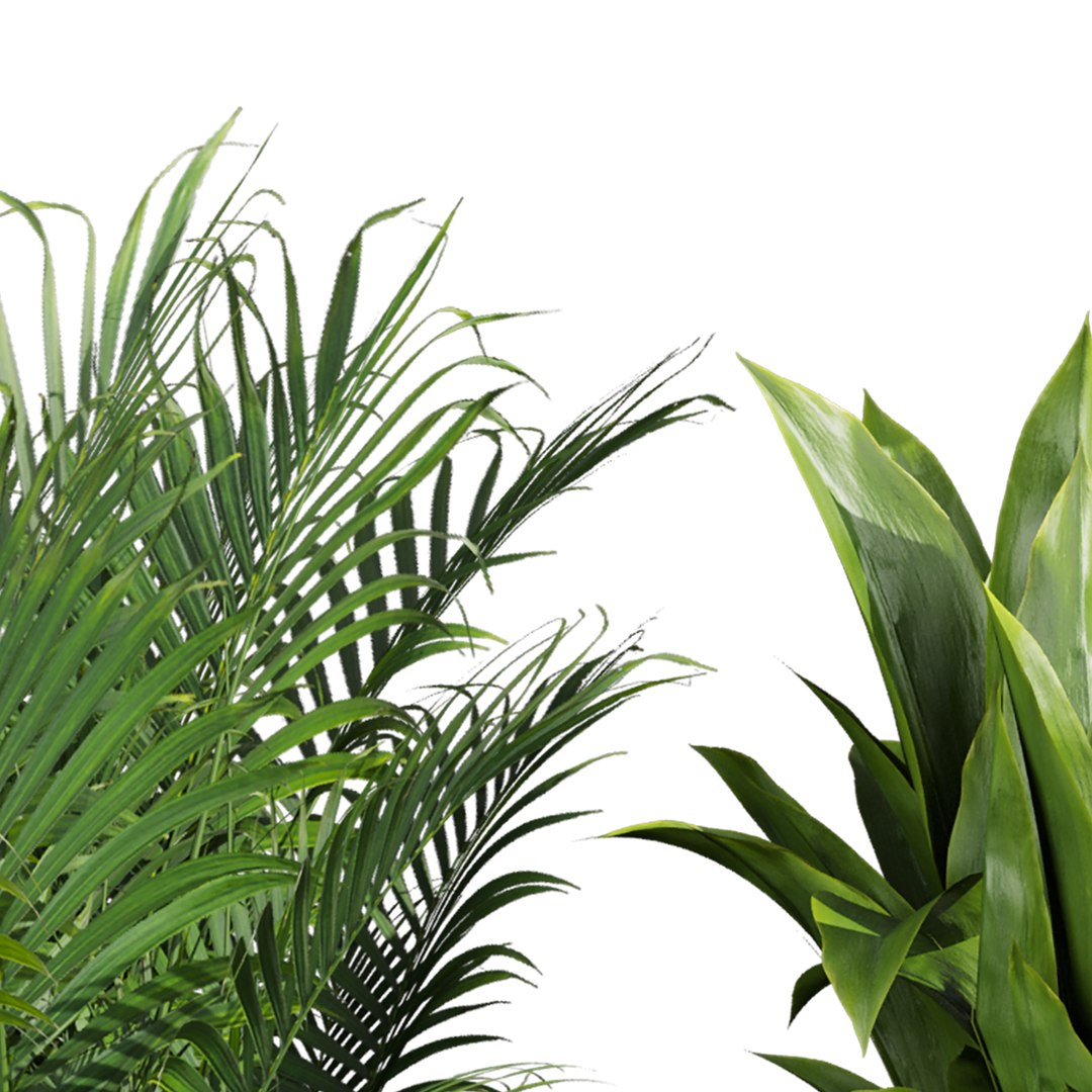 3D Collection plant vol 820 V-ray 6 max 2015 https://p.turbosquid.com/ts-thumb/oA/sHqzBN/Fq/4/jpg/1767778468/1920x1080/fit_q87/f706809044b3ae8976959e46336f77800f8ac7ef/4.jpg
