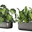 Collection Plant Vol. 820 V-Ray 6 Max 2015