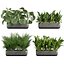 Collection Plant Vol. 820 V-Ray 6 Max 2015
