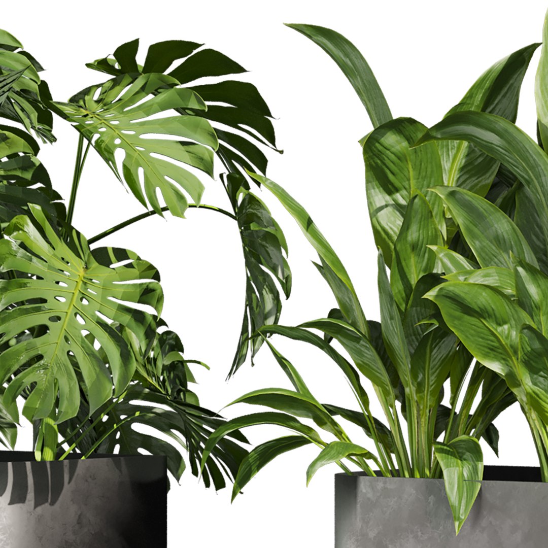3D Collection plant vol 820 V-ray 6 max 2015 https://p.turbosquid.com/ts-thumb/oA/sHqzBN/cp/5/jpg/1767778468/1920x1080/fit_q87/56afe9b041832a8379c1bece04f3e31d6c53bd08/5.jpg