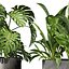 Collection Plant Vol. 820 V-Ray 6 Max 2015