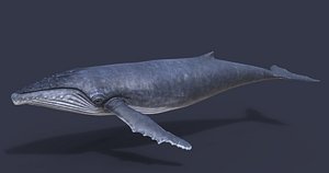 Humpback whale PBR