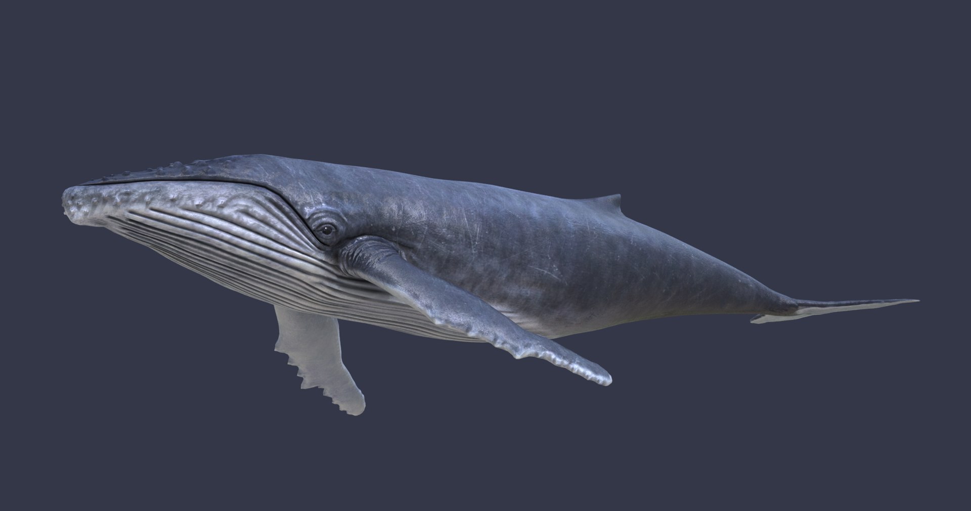 3D Humpback Whale Model - TurboSquid 1546038