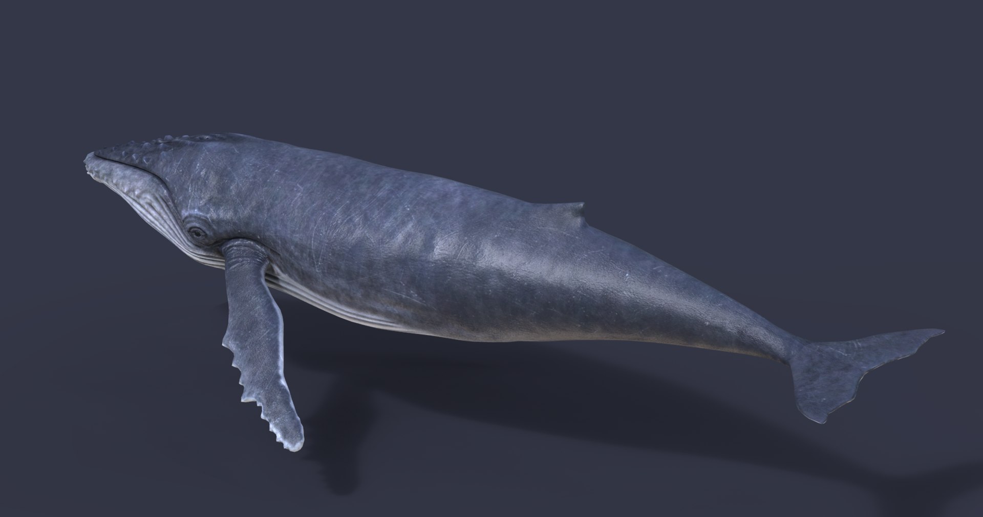 3D Humpback Whale Model - TurboSquid 1546038