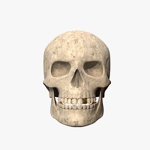 Skull 3D model
