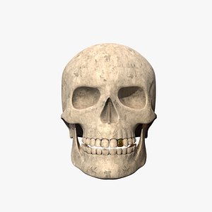 Skull