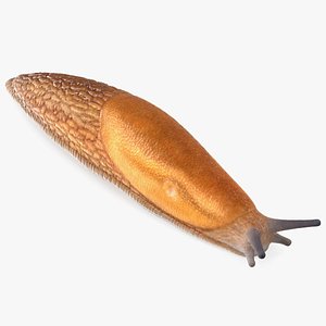 Dusky Arion Slug 3D
