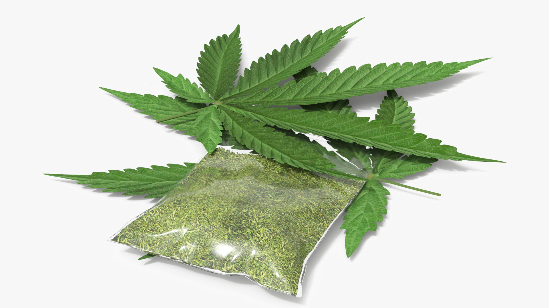 3D Model Cannabis Leafs With Dried Marijuana Green - TurboSquid 2528153