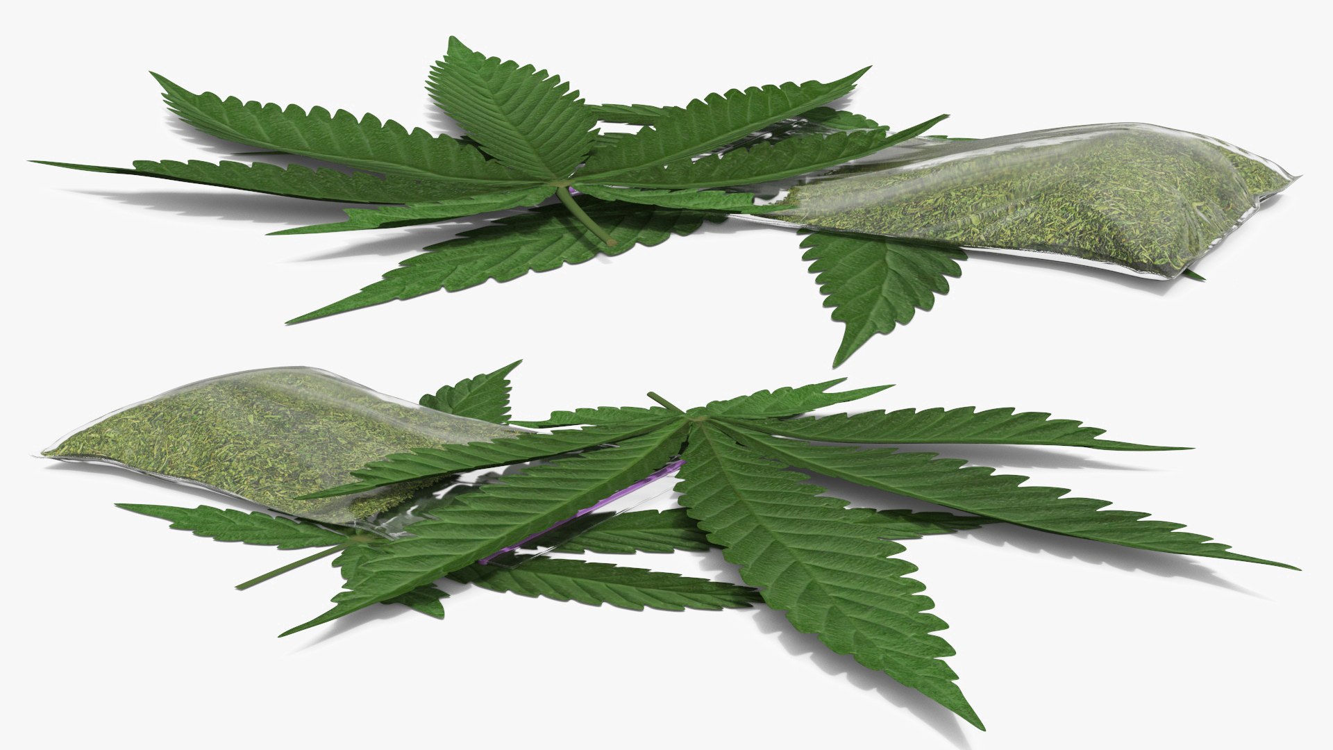 Cannabis Leafs with Dried Marijuana Green 3D model preview