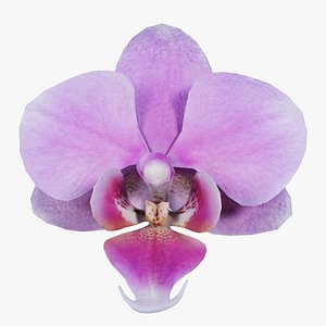 Phalaenopsis Pink Orchid Remastered