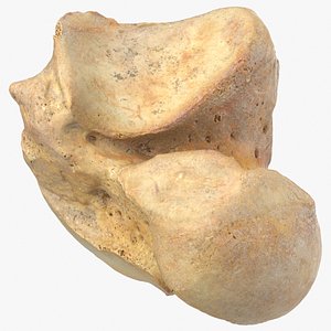 Real Talus Bone 01