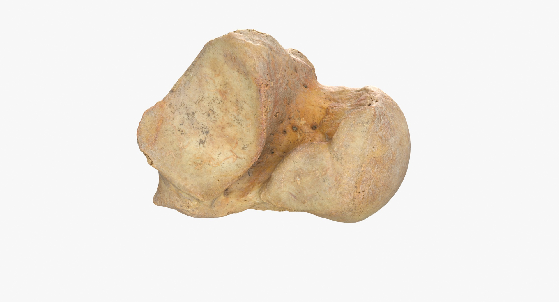talus bone 01 model https://p.turbosquid.com/ts-thumb/oB/Xybtsl/XmInUbhW/0000/jpg/1585899126/1920x1080/turn_fit_q99/5b53cc7f7e47a8ae54f0dafa5e173beba7a35e8c/0000-1.jpg