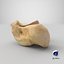 Real Talus Bone 01