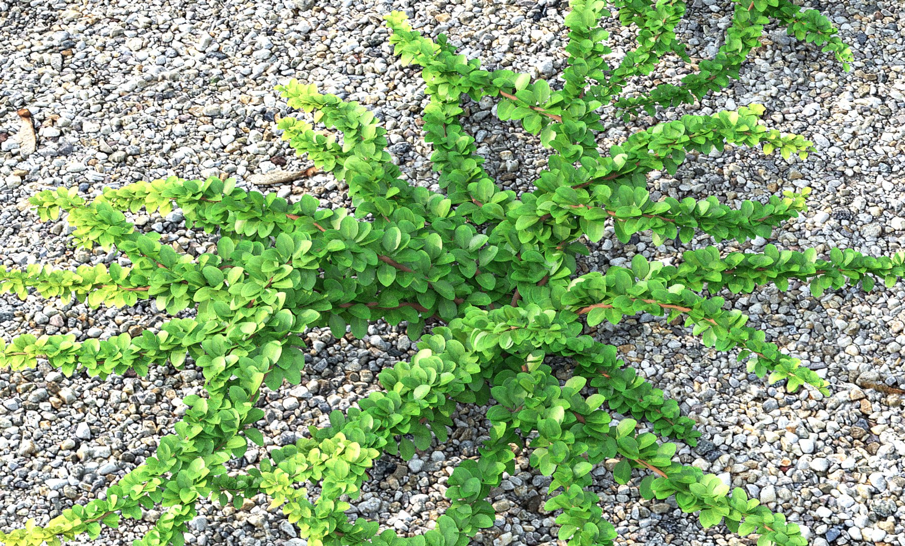 berberis green carpet model https://p.turbosquid.com/ts-thumb/oB/auZ4Is/7nxG7TFo/7/jpg/1543002352/1920x1080/fit_q87/f5ece041931b84a5014cef349f87e82a701e6a7d/7.jpg