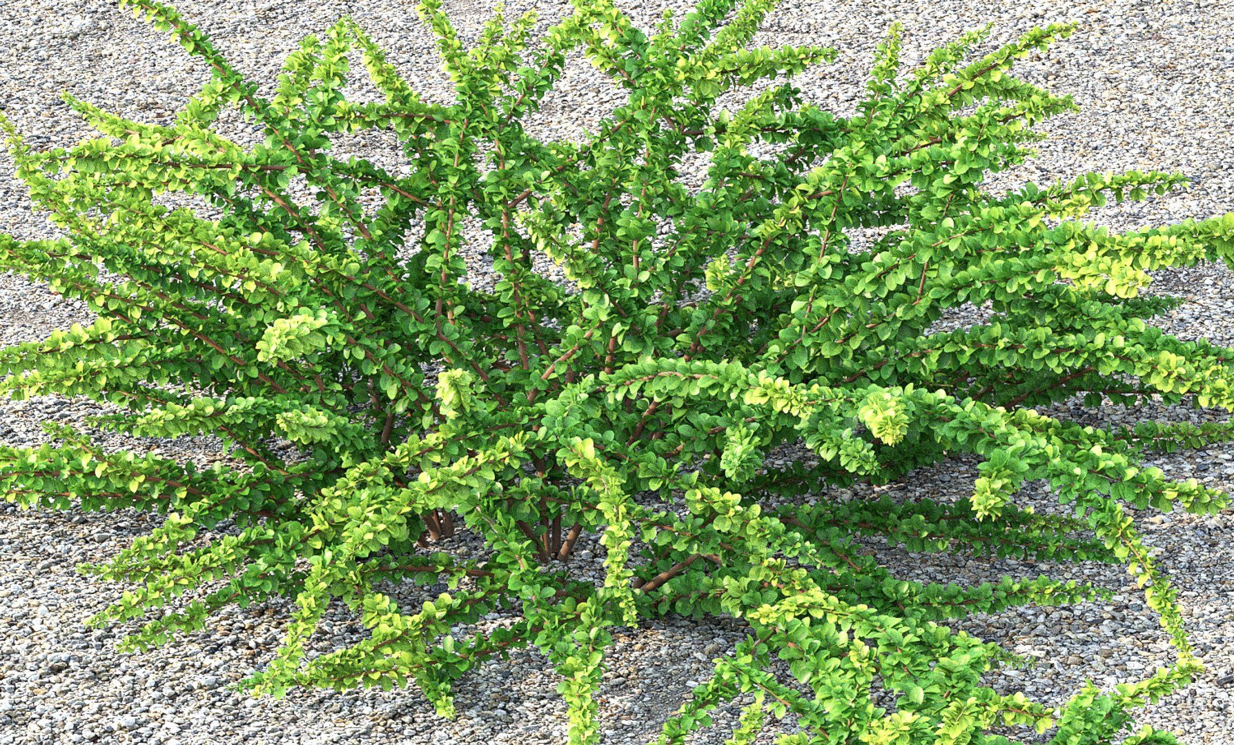 berberis green carpet model https://p.turbosquid.com/ts-thumb/oB/auZ4Is/8m098OmU/5/jpg/1543002295/1920x1080/fit_q87/761834e32b536956b9d14be930bab5dd77364d2a/5.jpg