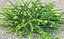 Berberis Tunbergii Green Carpet